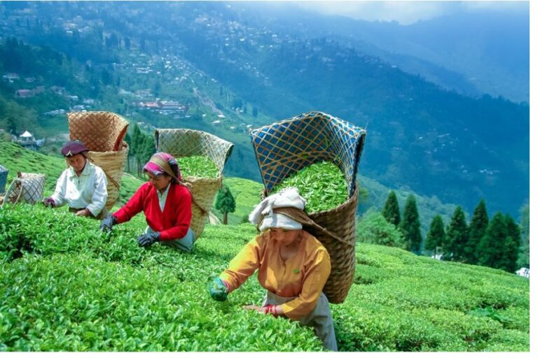 Darjeeling